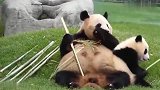 小熊猫打扰妈妈吃竹子被一脚踹开,好搞笑
