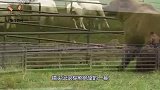 棕熊偷袭羊群，被一群牧羊犬围攻，绝望一幕被记录下来