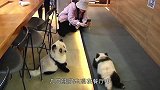 被迫化妆的狗狗，第一次照镜子，小家伙的反应太搞笑
