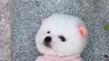 你是我捡来的小兔子