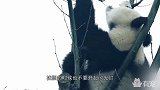 糯米团子们的日常，吃吃喝喝蹭蹭蹭
