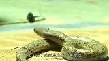 渔民打捞到一条“双头鲨”，已经不是第一次了，究竟怎么回事