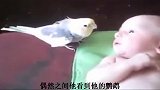 萌翻天：鹦鹉给小宝宝唱歌，场面也太温馨了吧