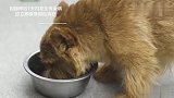 疫苗问题刷屏，你知道给狗狗打疫苗要注意什么吗？