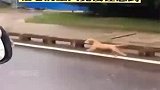 狗狗一路狂奔，追着主人