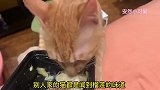 爆笑：爱吃榴莲的喵星人！