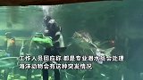 潜水员水下喂鱼被撕咬食袋，还被大鱼咬中头部，工作人员：海洋动物有特殊情况