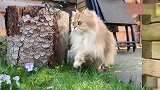 小猫咪第一次走出家门，到花园里探险，一步一停，随时保持警惕