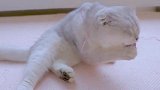 这猫咪举着个黑脚丫子是啥意思？是让我也尝两口吗？