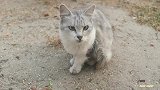一只斗鸡眼流浪猫，长的挺可爱，为啥流浪了？