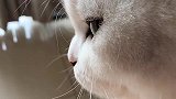 猫咪也有心情不好的时候…