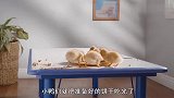 机车鸭离家出走，猫咪苦心四处寻找，搞笑萌宠短片《猫朋鸭友》