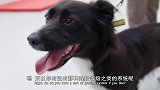 谁看了不想养一只纽芬兰犬啊！从小就胖胖的，简直像头小黑熊