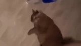 这只猫像不像减肥时的你？
