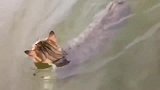 狸花猫：猫刨见过么能迷死人的那种哦