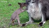山羊误闯袋鼠地盘，袋鼠上演连环“王八拳”，却被山羊一招吓破胆