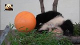 熊猫宝宝彩浜手拿小零食细细品味，懒洋洋的小模样真是萌到词穷！