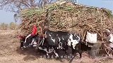 黄牛被石头绊了一下，下一秒“牛脾气”上来了，和石头杠上了！