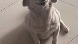 狗狗犯错后，眯眼呲牙卖萌讨好主人