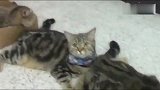 六只猫咪排队领小鱼干！最机智的那位自带了椅子