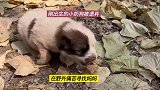 小奶狗被遗弃在野外，鼻子磨烂，痛的直叫唤！