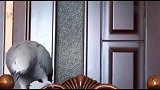 小灰在椅子站不住一直滑滑梯，直言气死我了！