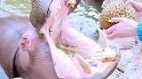 饲养员给河马吃榴莲