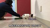 猫咪发现门外爬进来蜘蛛侠，白猫会做出什么样的反应呢
