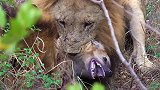 雄狮疯狂复仇，直接咬死鬣狗“示众”！