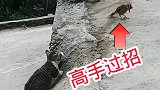 本以为猫咪能成功拿下，结果惨不忍睹