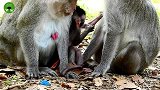一只猴子想带多只宝宝，但是真的带不过来
