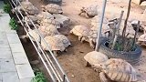 这群乌龟每天吃饭都非常有仪式感！