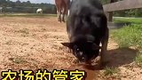 聪明的狗子，农场的管家
