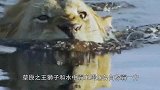 狮子路过沼泽地，不料遭到鳄鱼“偷袭”，草原之王的结局太惨了