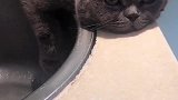 猫：太热了，我快要化了！