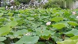 今年惠州荷花提前盛开，在西湖西北角，分享给忙着工作的你们