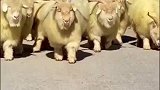 绒山羊产绒量，居全国之首被誉为国宝