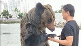 真心佩服这些驯兽师，这么大体格的狗熊，驯服的这么乖巧