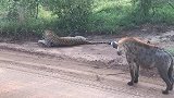 豹子正在舔爪子，谁料背后突然窜出一只鬣狗，战斗一触即发！