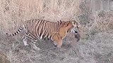 母虎闯入狮群暴打狮子，抢走猎物后又追杀2头狮子！