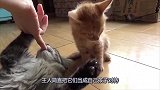 猫咪竟然把主人的手指当成奶瓶，同伴看到它满脸无奈：你是傻子吧