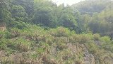 鸟语花香，溪流绵延，这样的环境不就是我们向往的桃源吗？