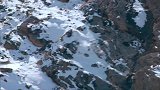 这个雪豹实在是太猛了，为了狩猎简直不要命了