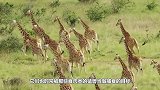 狮群连续撕咬长颈鹿2小时，长颈鹿忍无可忍，发怒将狮群都踢飞了