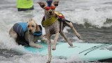综合-17年-狗狗冲浪大赛 这些汪星人“成精了”-专题
