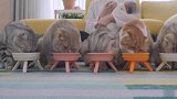 猫咪们吃完饭就犯困，吃完就睡能不胖吗
