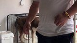 进出笼子教程宠物 哈士奇 二哈 人人都是爱宠分享官 科学养宠