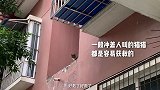 斗鸡眼狸花猫高空呼救:救我我给你表演节目！萌宠等你回家  流浪猫  实拍救助流浪猫