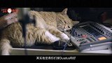 【扒开隐秘】某老北京电台，两个关系隐秘的猫性男人的撸猫日常