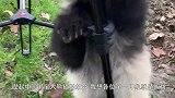 熊团子跟奶爸对话，堪称十级熊猫语，真的是太可爱了！